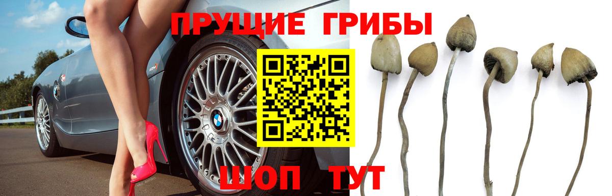 Кириши  Псилоцибиновые грибы Magic Shrooms  Вход с VPN 